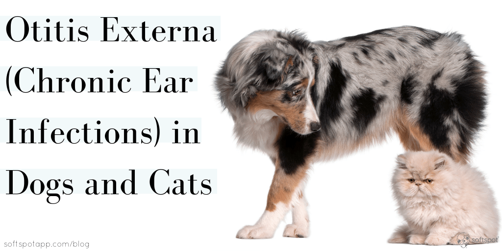 Otitis Externa (Chronic Ear Infections) in Dogs and Cats SoftSpot®