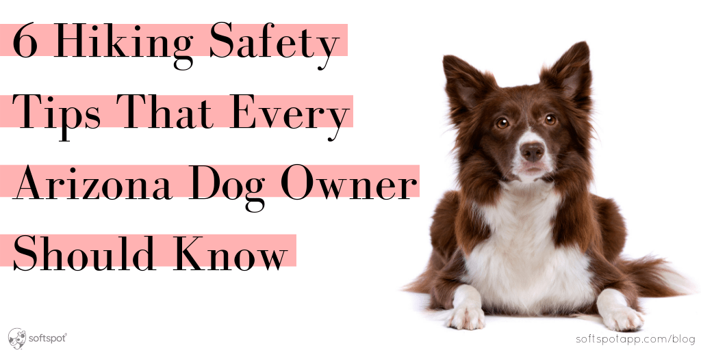 6 Hiking Safety Tips That Every Arizona Dog Owner Should Know SoftSpot®
