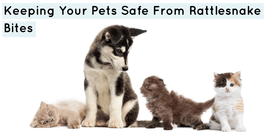 Keeping Your Pet Safe From Rattlesnake Bites SoftSpot®