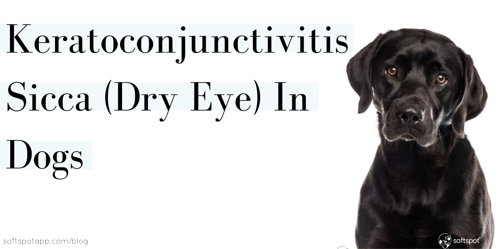 Keratoconjunctivitis Sicca (Dry Eye) In Dogs SoftSpot®
