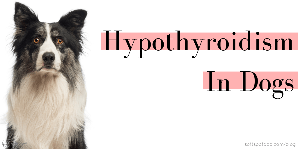 Hypothyroidism In Dogs SoftSpot®