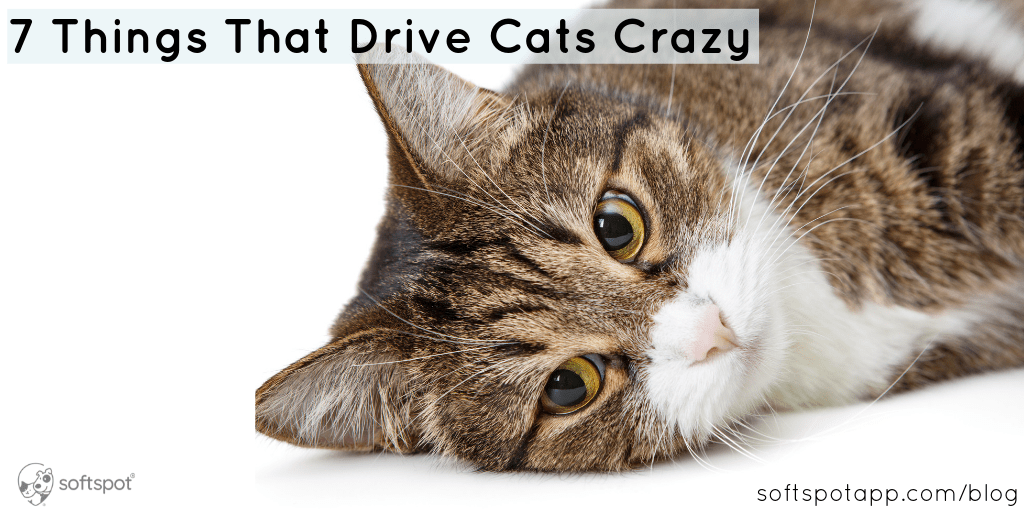 7 Things That Drive Cats Crazy SoftSpot®