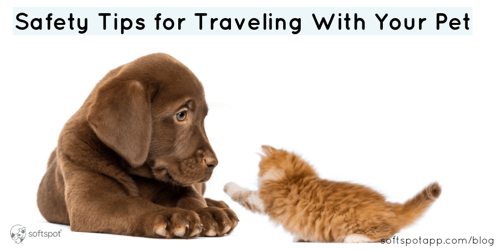 Safety Tips For Traveling With Your Pet SoftSpot®