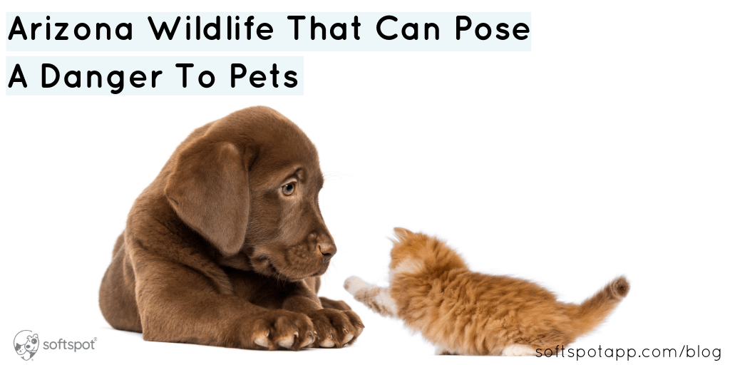 Arizona Wildlife That Can Pose A Danger To Pets SoftSpot®