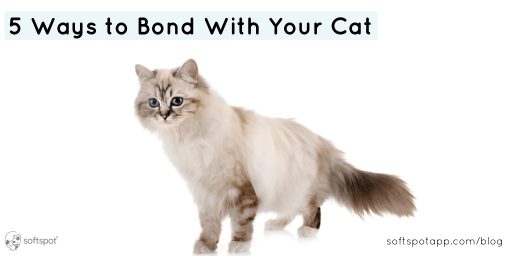 5 Ways To Bond With Your Cat SoftSpot®