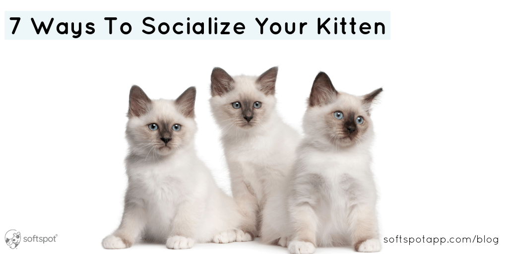 7 Ways To Socialize Your Kitten SoftSpot®