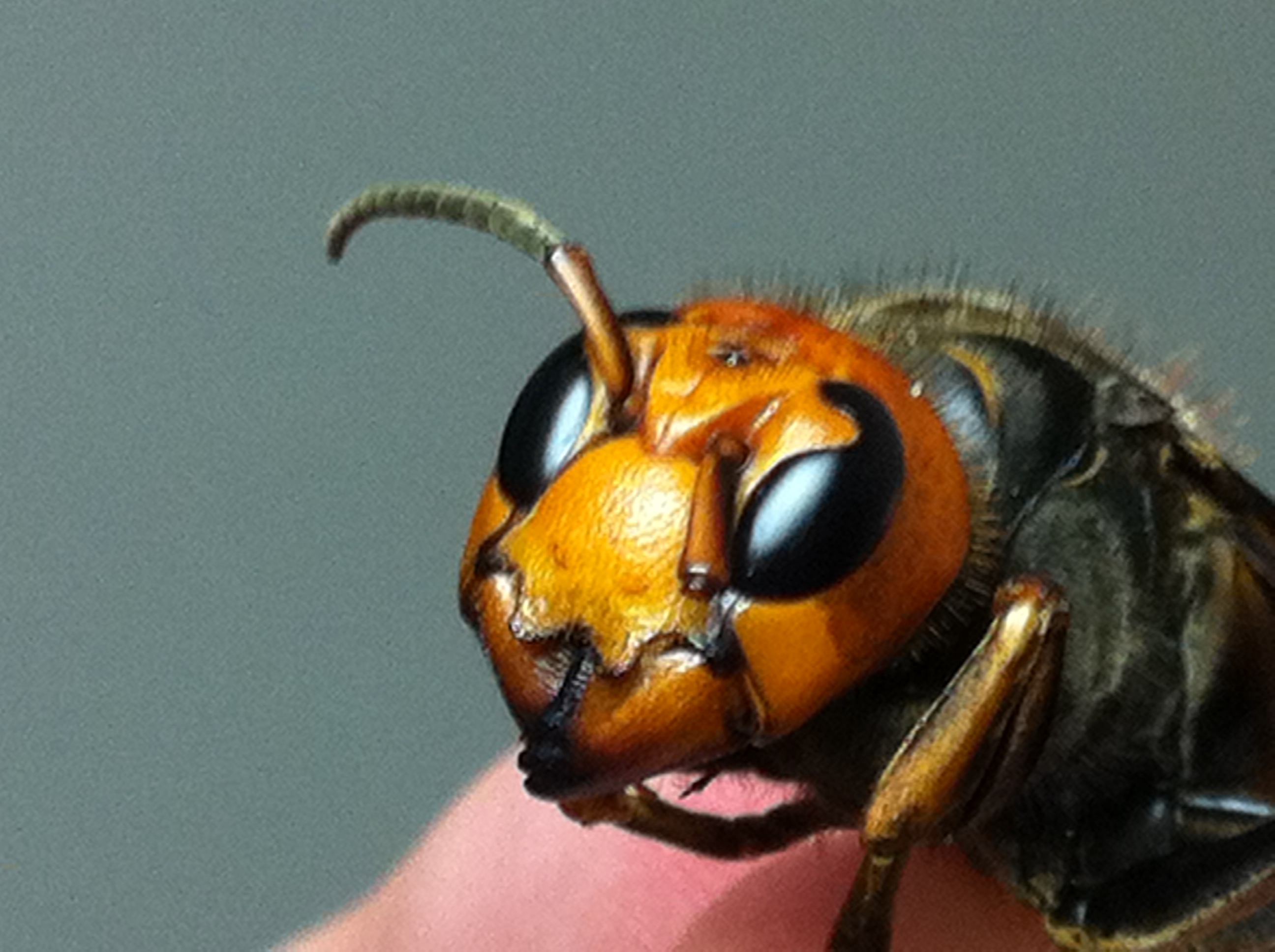 My Pet Suzumebachi Asian Giant Kurt Bell