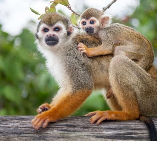 Tour de un dia completo a Monkeyland y la plantacion SOFUNRDTOUR Las Mejores Excursiones en
