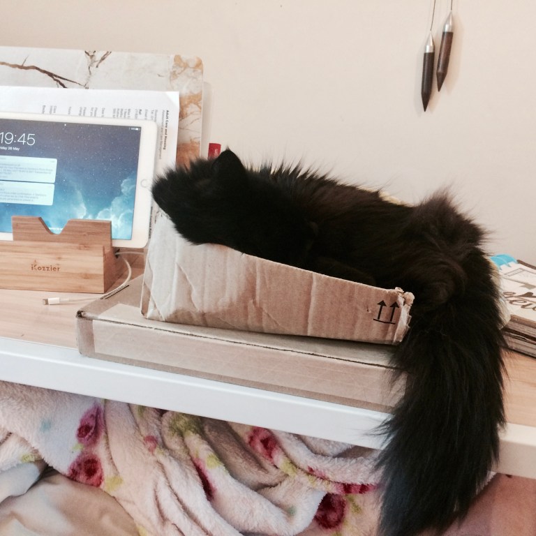 9 more ways to keep your cat cool in summer soggy musings