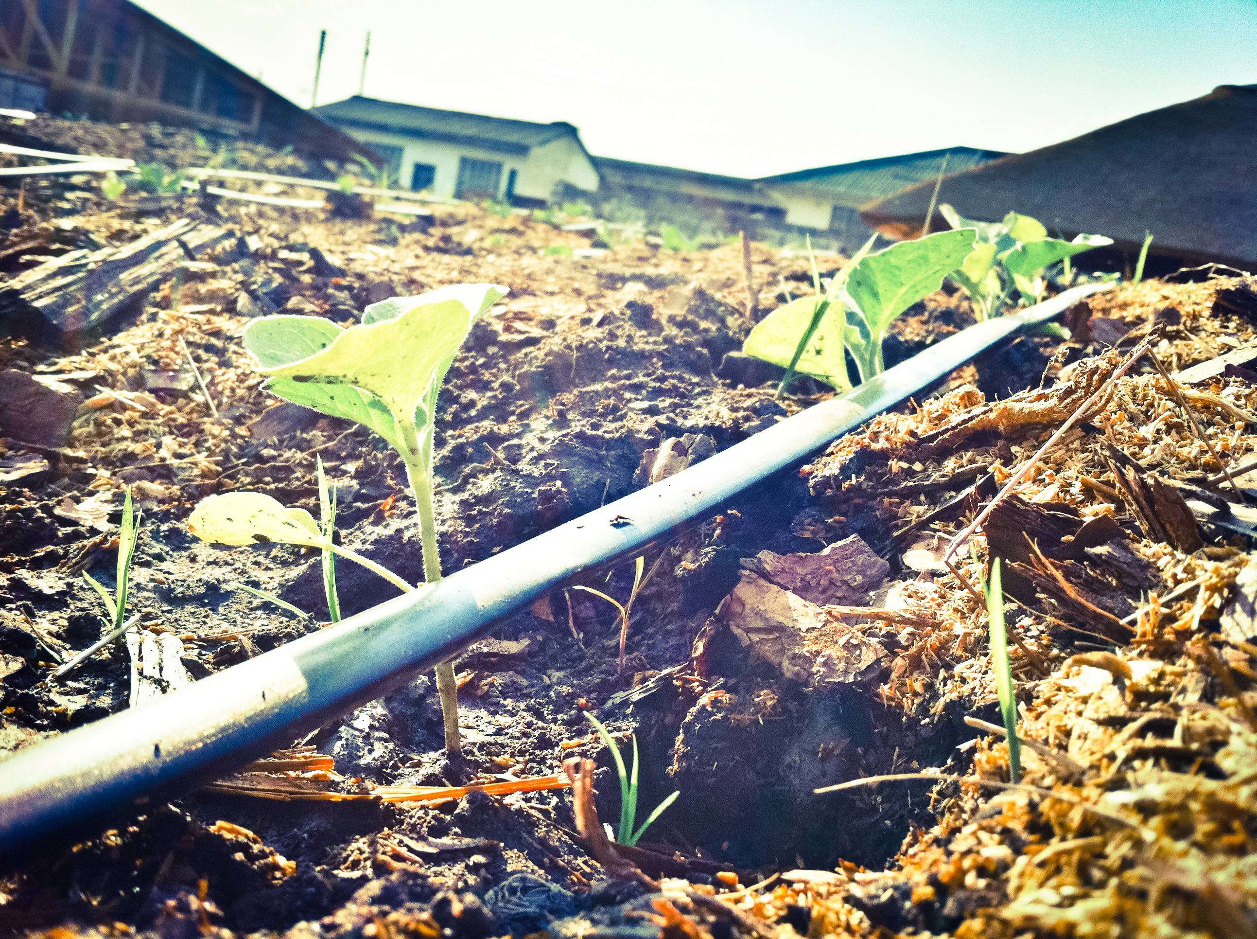 Zambia drip irrigation Seeds of Hope International Partnerships