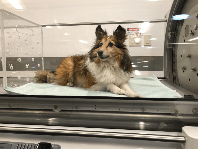 Is Hyperbaric Oxygen Therapy Safe For Pets? » SohoHindipro