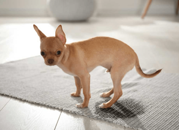 Top Rated Puppy Pads That Work From Bulldogology Pet Solutions