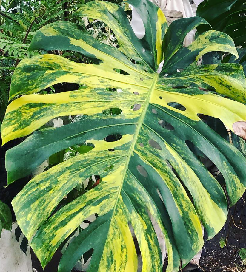 Monstera deliciosa 'Yellow Marilyn'