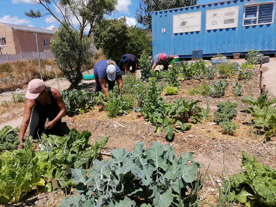 Community Gardening Projects Soil for Life