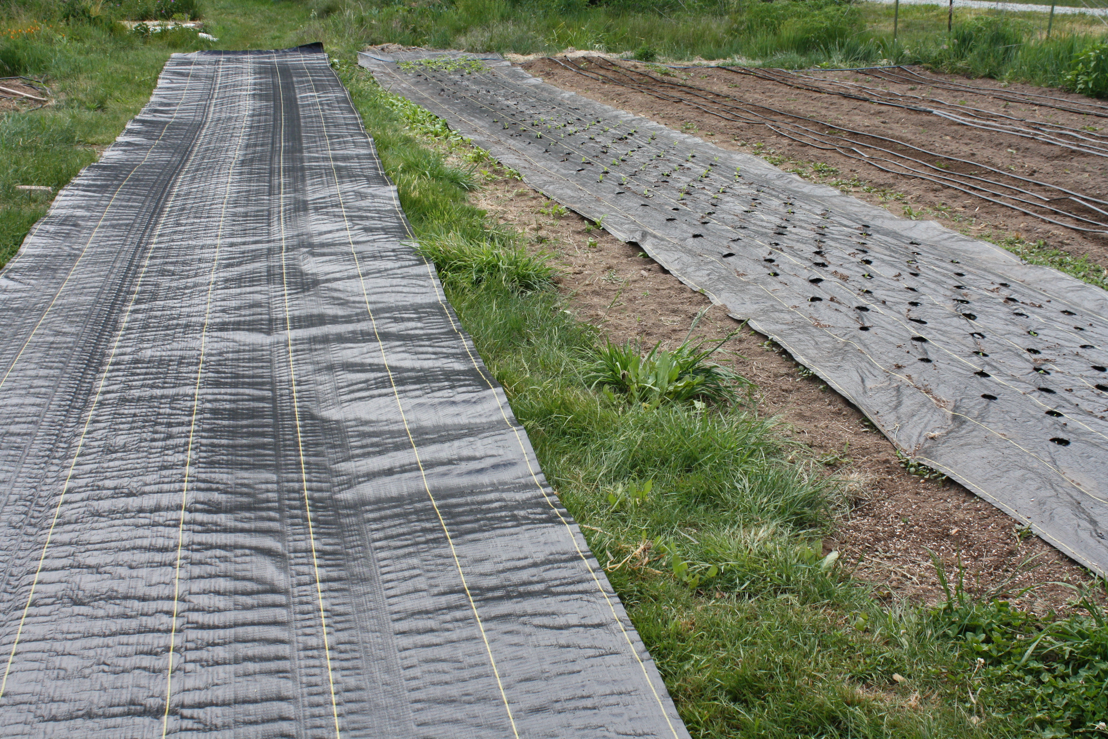 landscape fabric « Soil Sisters Farm