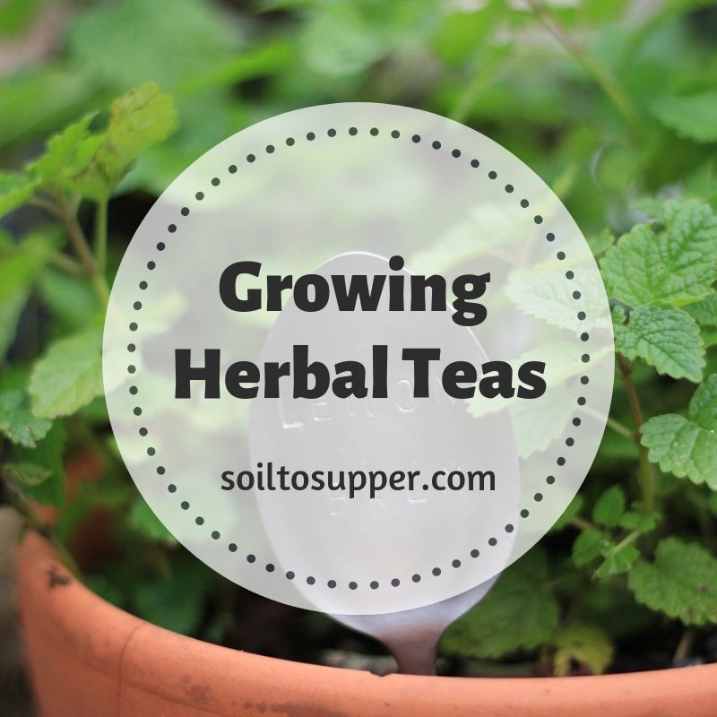 Growing Herbal Teas Soil to Supper