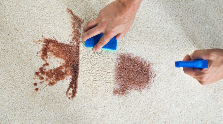 How to Get Coffee Stain out of Carpet - Simple Guide