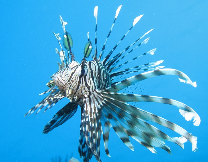 Top 5 Most Poisonous and Venomous Fishes in the World