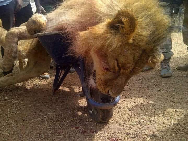JUST IN Escaped Lion From Kano Zoo Finally Captured SolaceBase