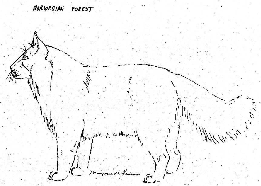 Solacefarm Siberian Cat Library Differences between the Siberian Cat