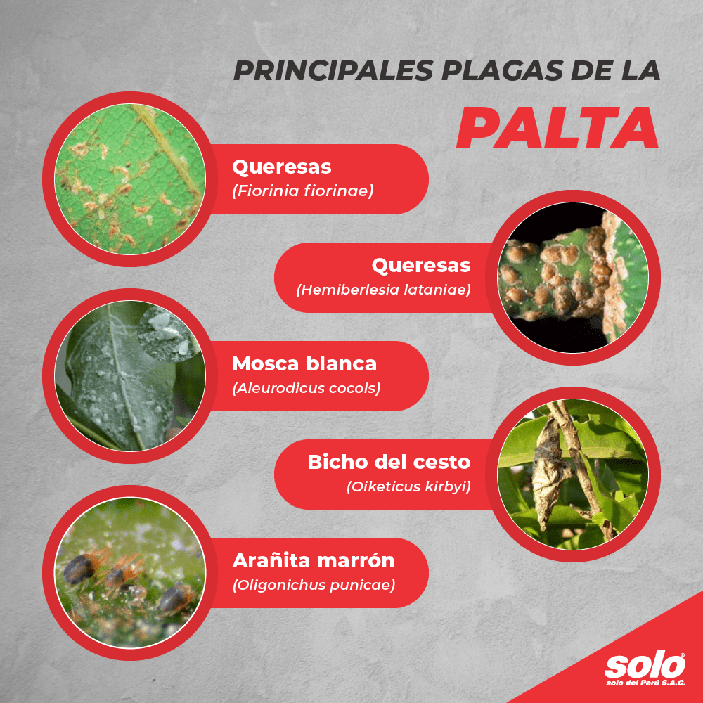 Principales plagas que afectan al cultivo de la palta