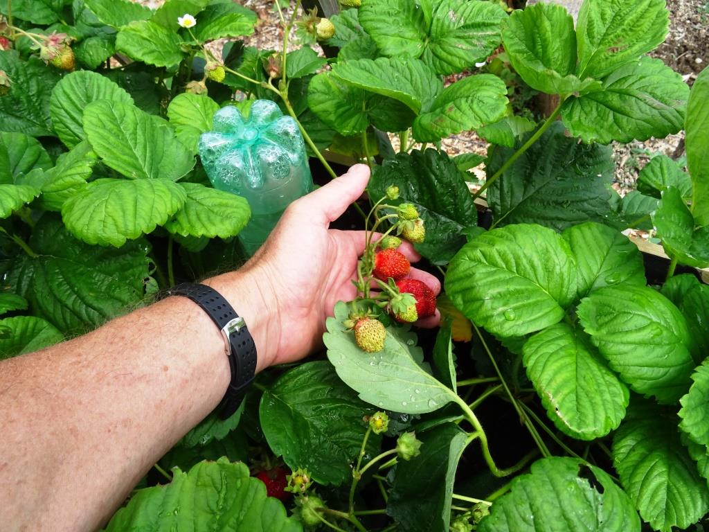 contenu éternel lin arrosage automatique pour fraisier activer