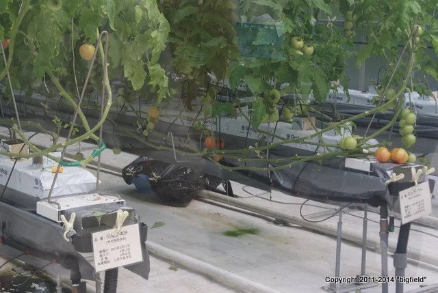 家庭用水耕栽培の作り方 - NFT水耕栽培システムとは何か、そしてその作り方