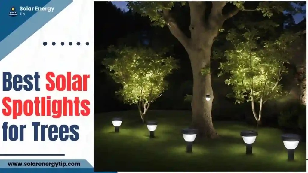 Solar Uplighting for Trees Best EcoFriendly Tree Lighting