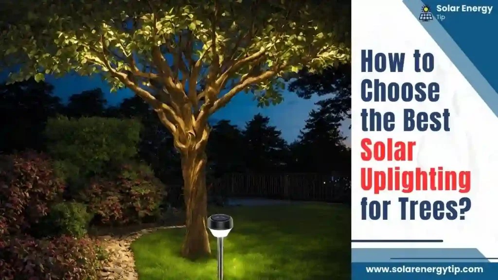 Solar Uplighting for Trees Best EcoFriendly Tree Lighting