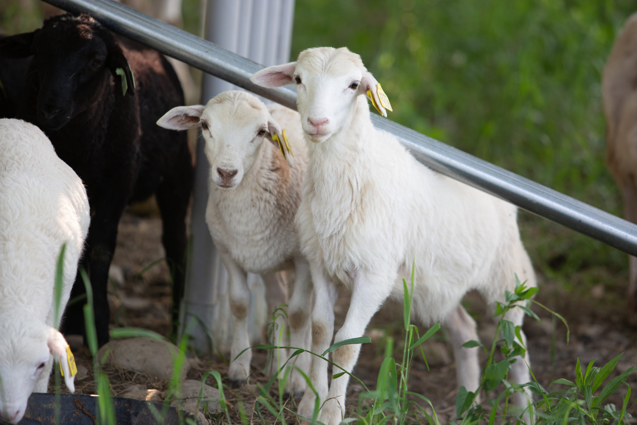 FAQ American Solar Grazing Association