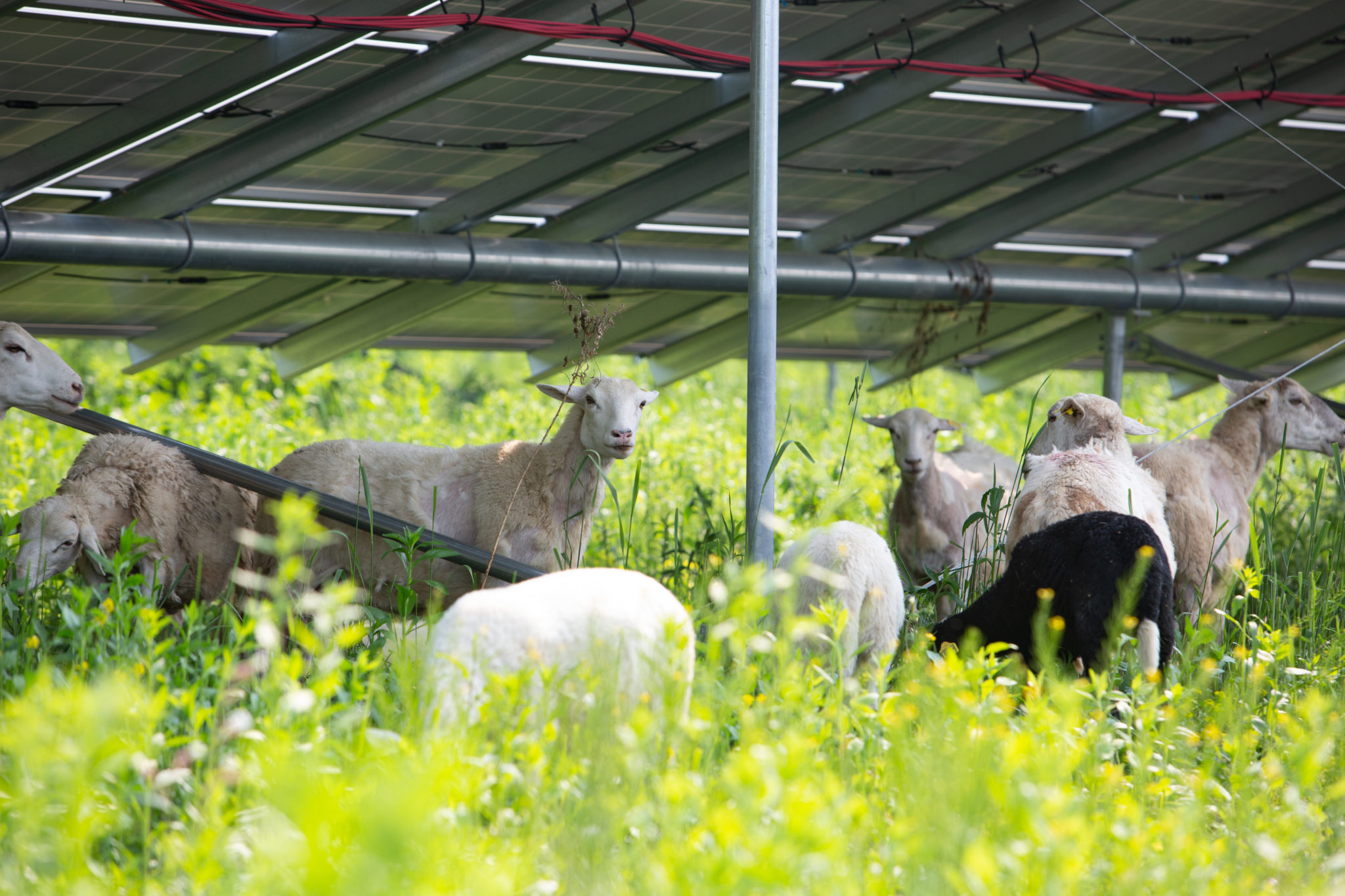 American Solar Grazing Association