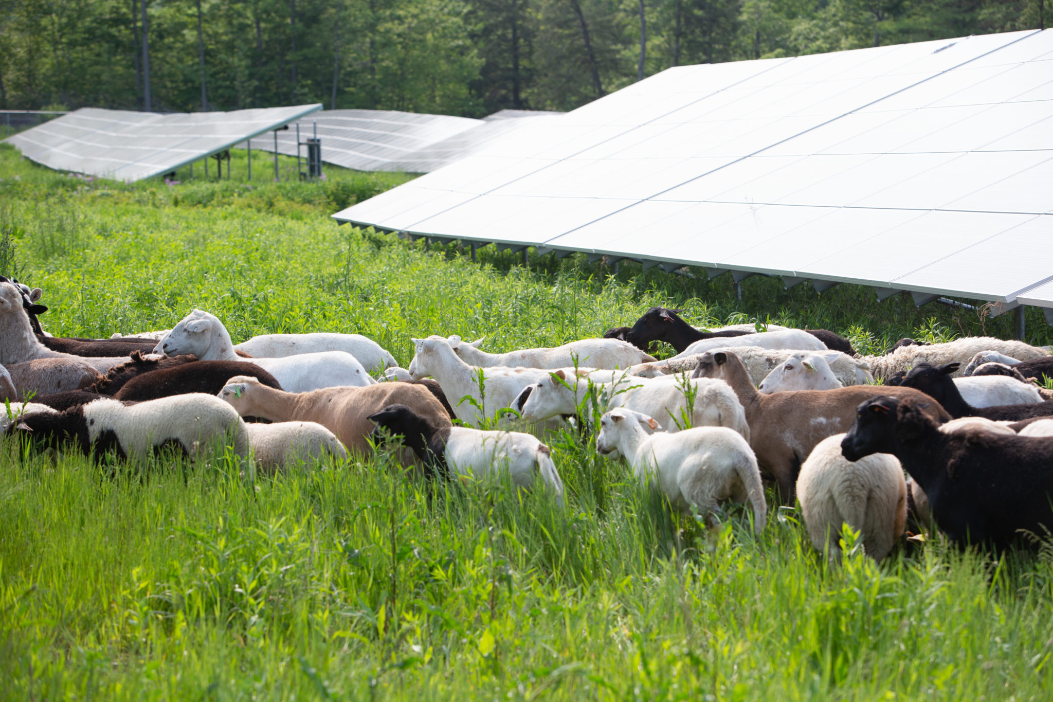 FAQ American Solar Grazing Association