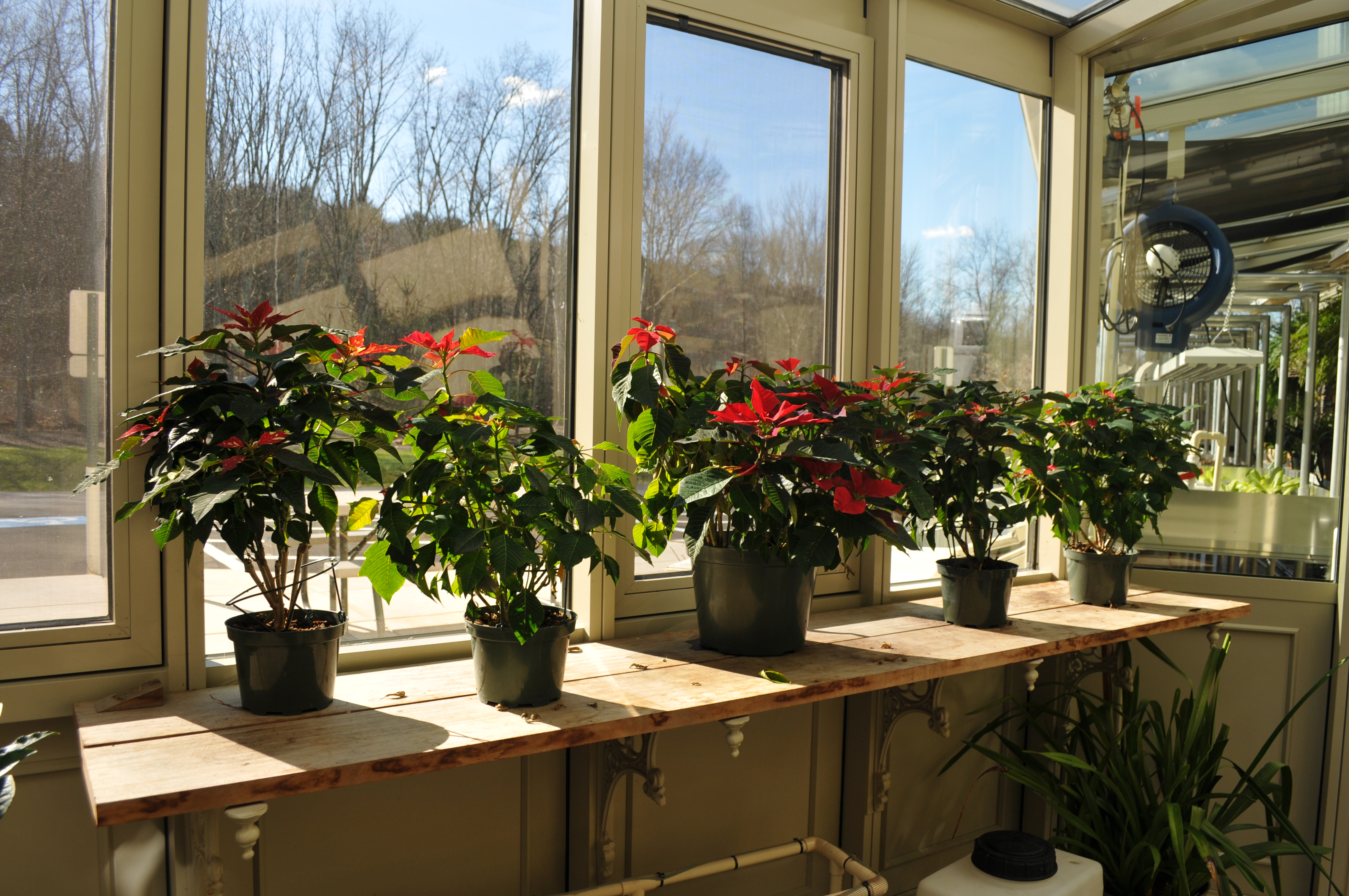 Preparing Your Greenhouse for Winter Lighting Solar Innovations®
