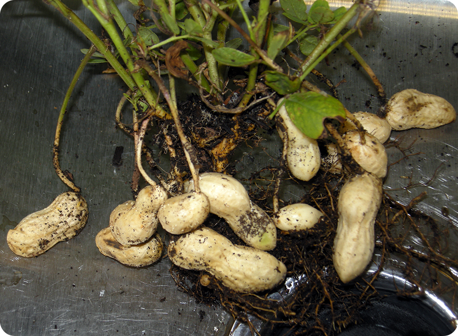 Solar's Greenhouse Produces Peanuts Solar Innovations®