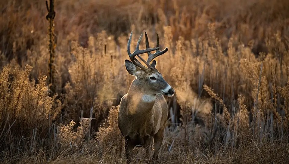 Southern Oklahoma Land For Sale Southern Oklahoma Land Brokers