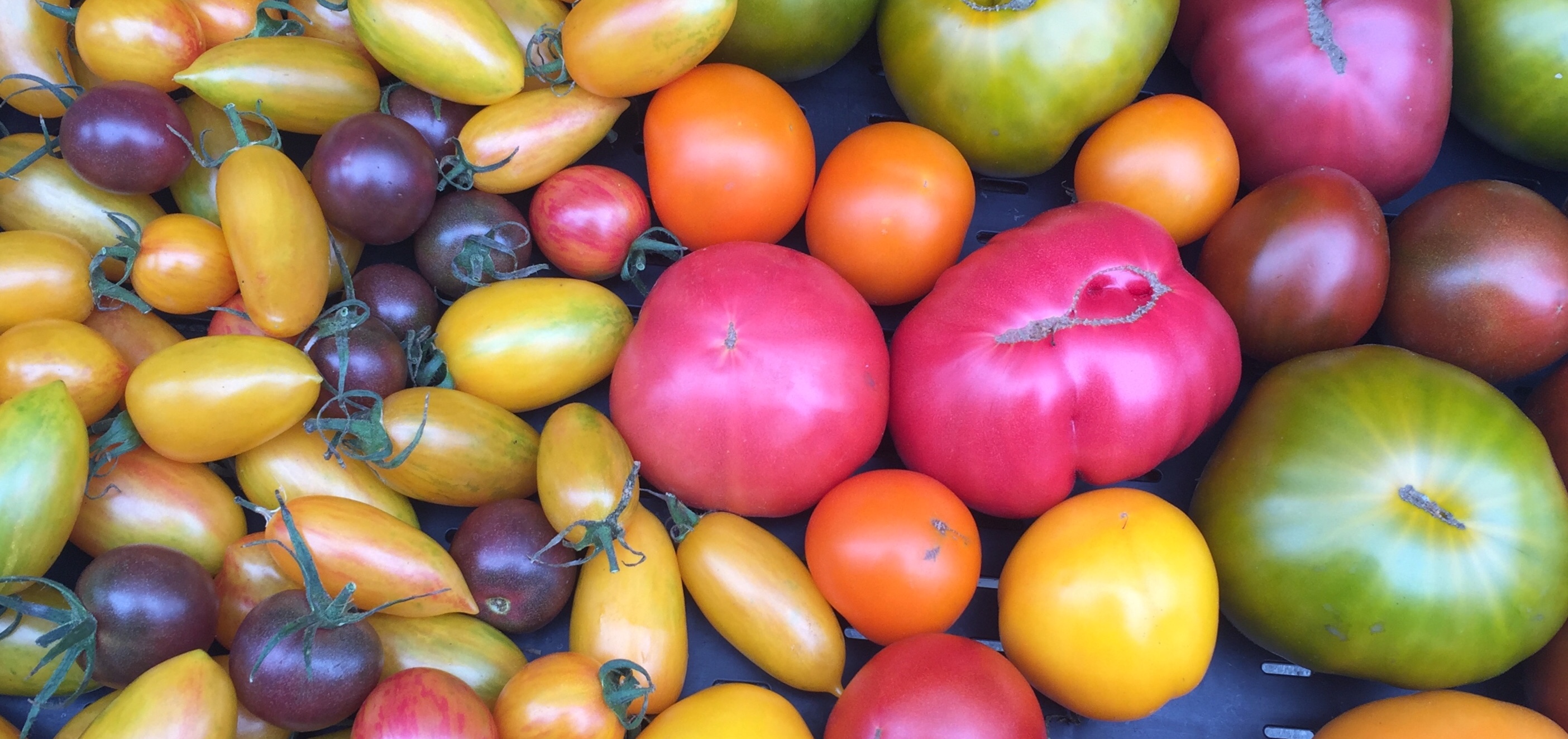 tomatoes2019 Sole Food Street Farms