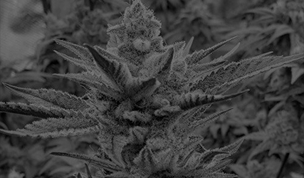 Sigma Series – Solfire Gardens