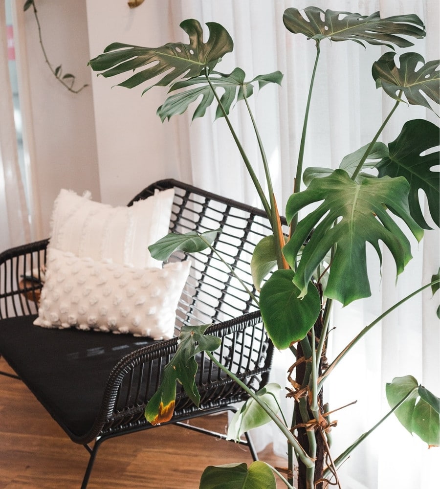 Professional Hairdresser Sol Hair Salon Paddington