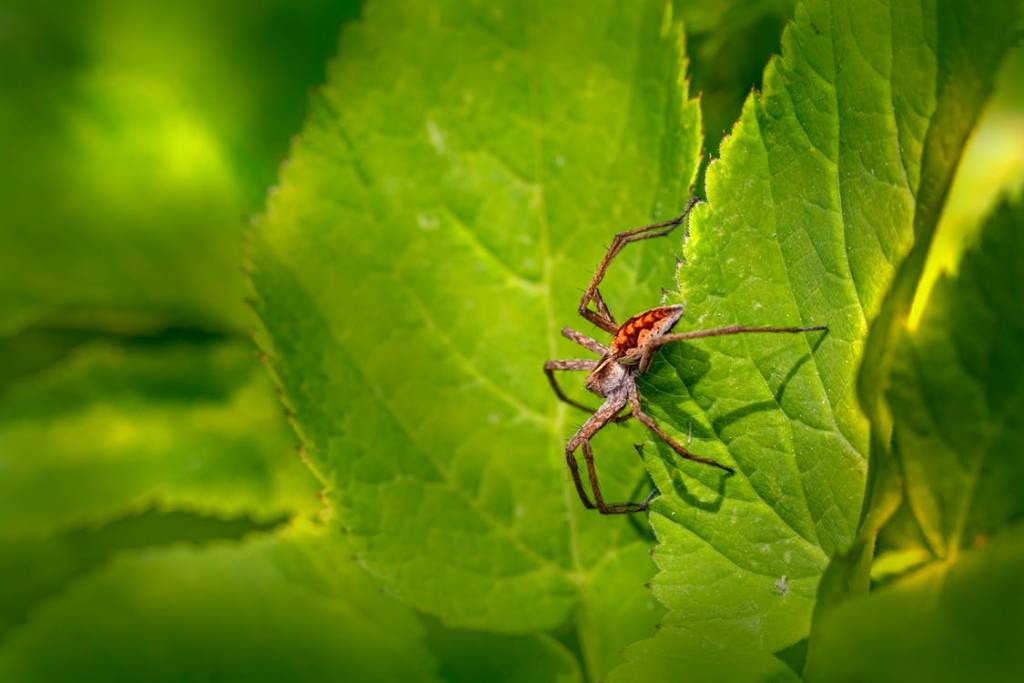 Are There Poisonous Bugs in Michigan? Solidified Pest Control