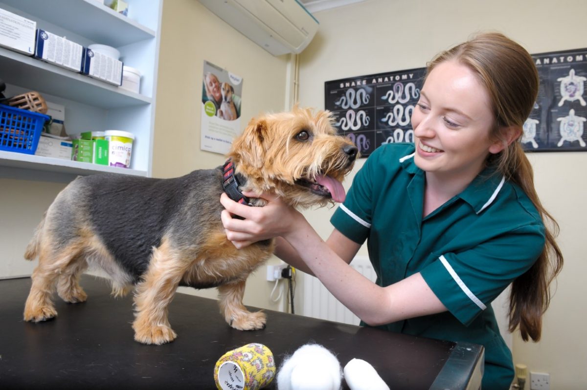 COMPETITION Win year's membership to 608 Vet Practice's Pet Health