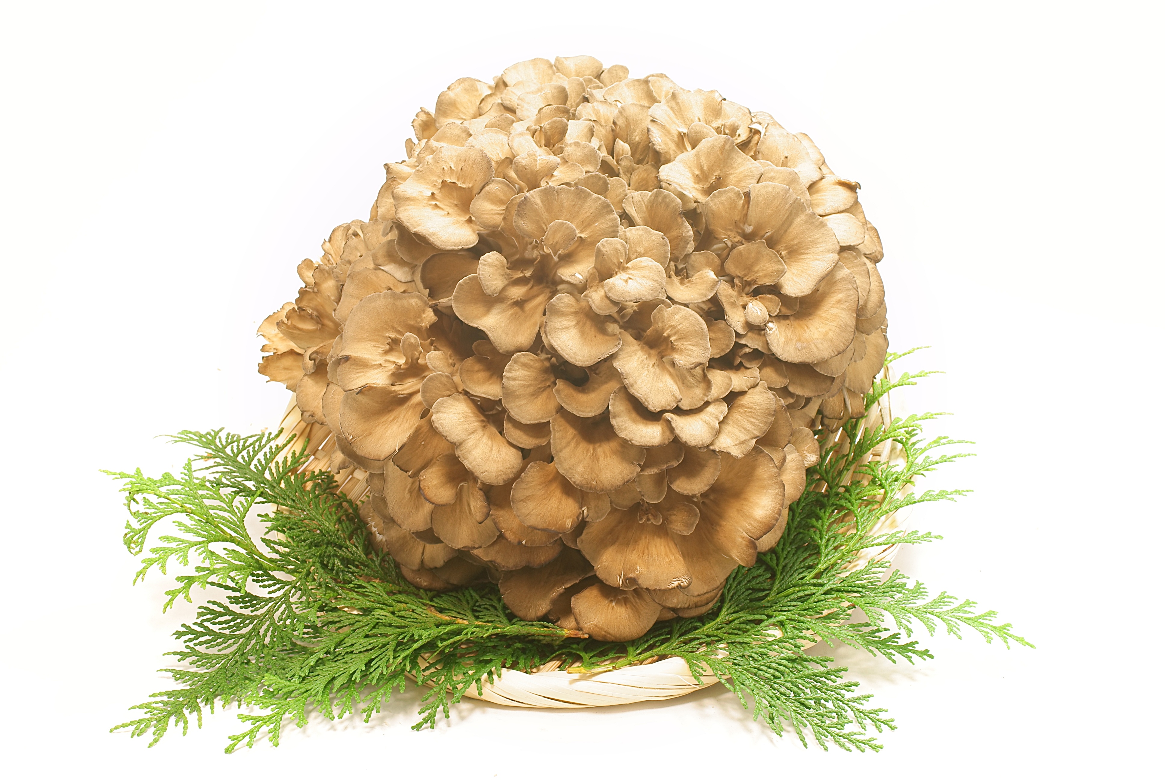 Exploring Medicinal Mushrooms Part 5 Maitake Mushrooms Solis