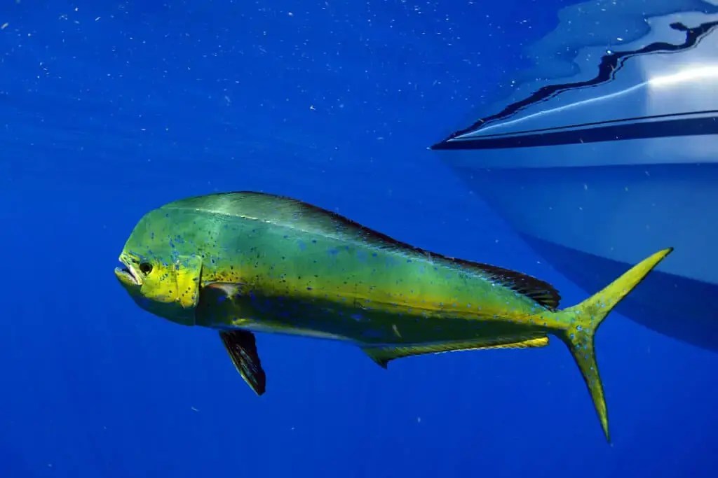 ¿El Mahi Mahi es atún? Solococinar