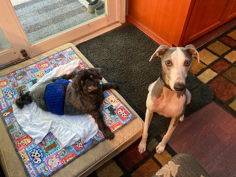 Special Needs Dog Boarding in Greater Seattle and Olympic Penisula