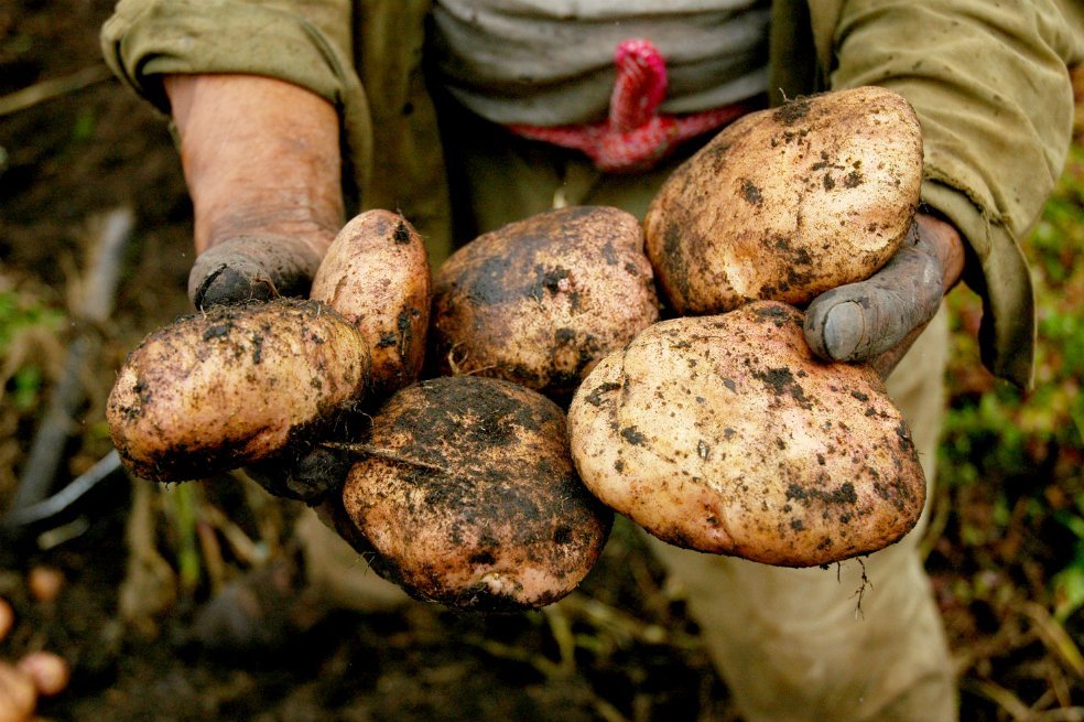 Solofruver Frutas y verduras Conoce como se cultiva la papa
