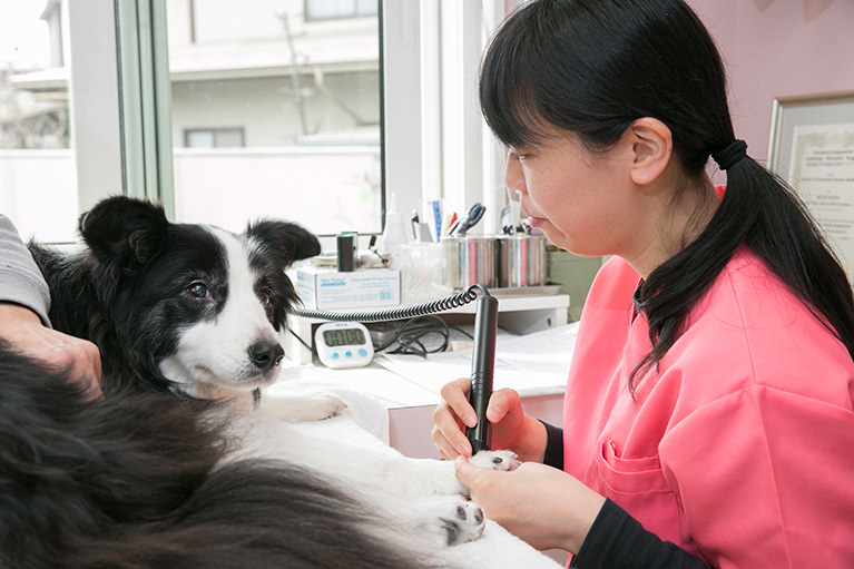 山形市の動物病院で予防接種・定期健康診断を受けてペットを守る｜南原ペットクリニック