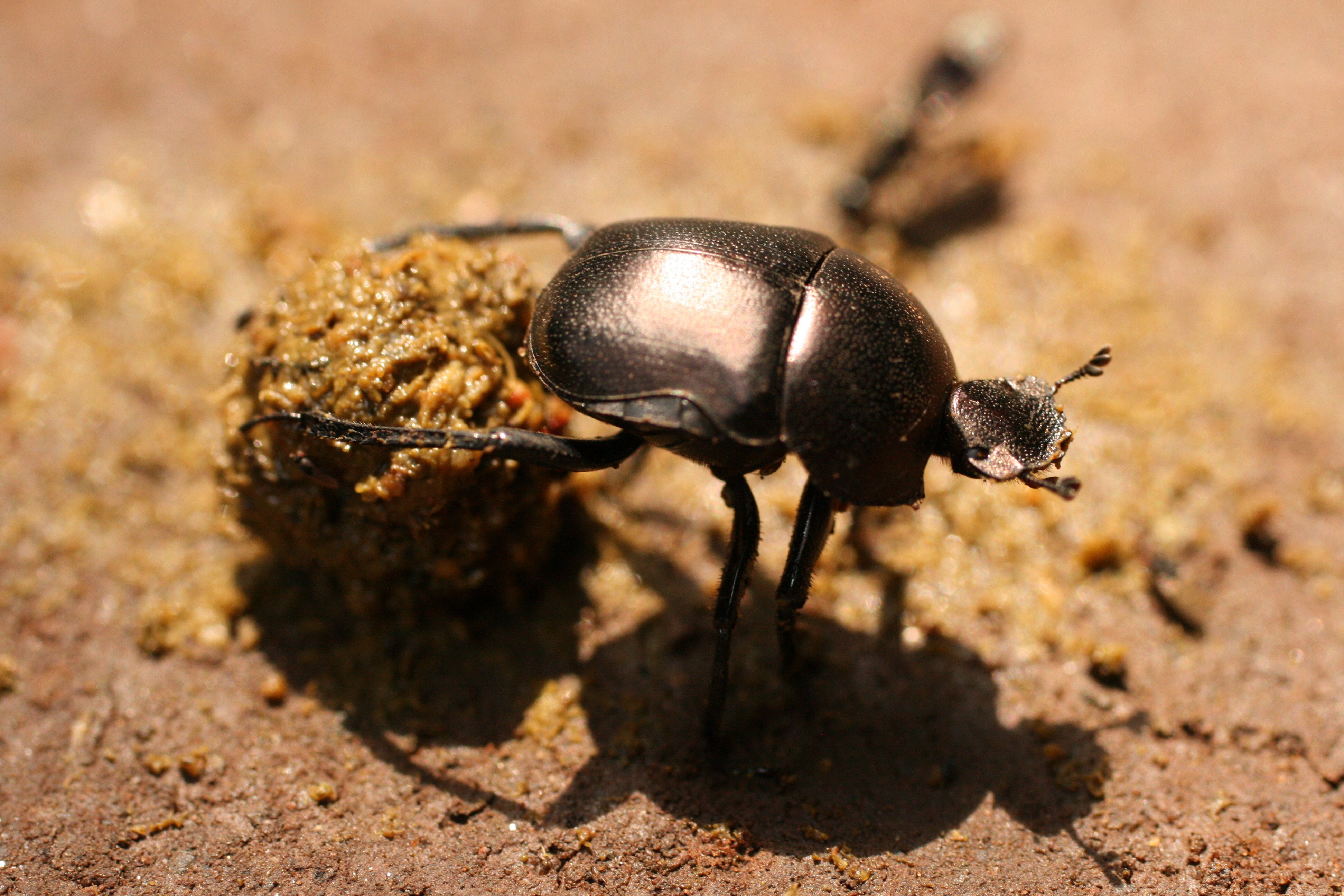 Insect Biology Scott E. Solomon, Ph.D.