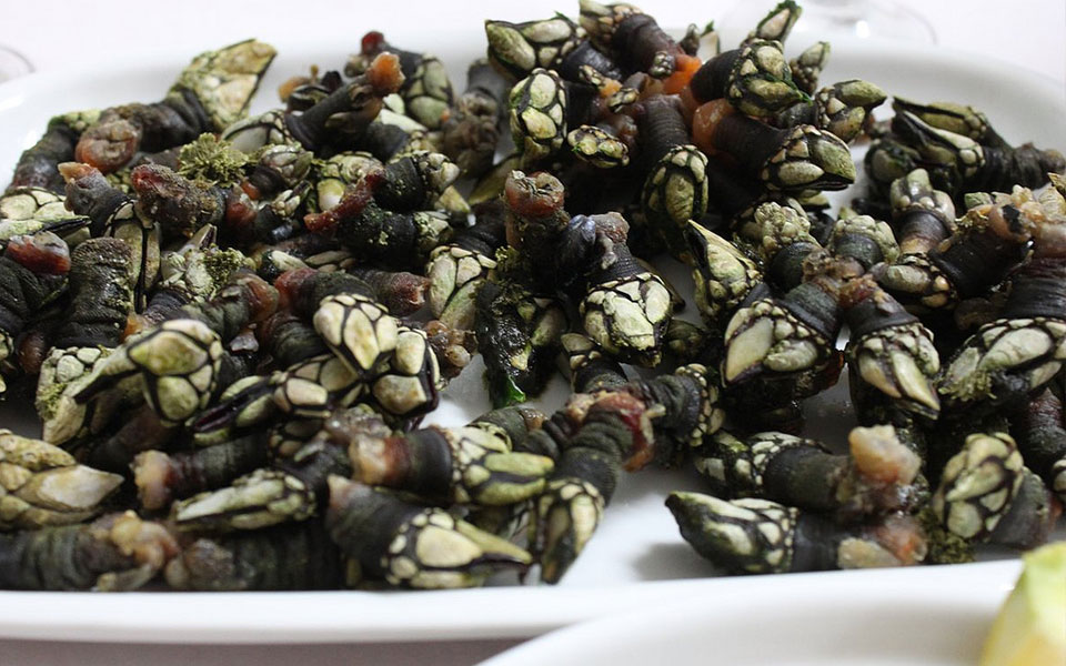 Cómo congelar marisco cocido y pescado para Navidad