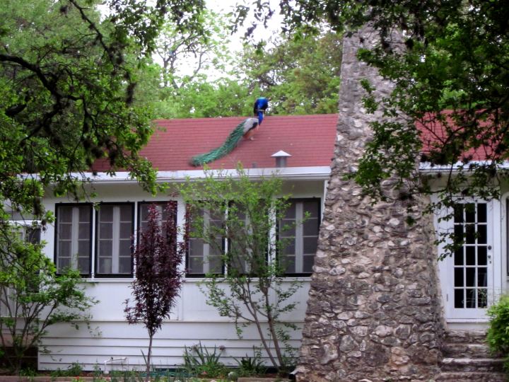 Mayfield Park Peacocks and Hiking Trails in Central Austin Texas