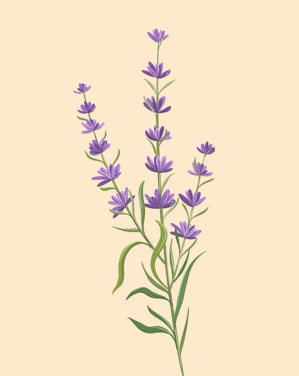 Lavender Plant Care How to Grow Lavandula Soltech