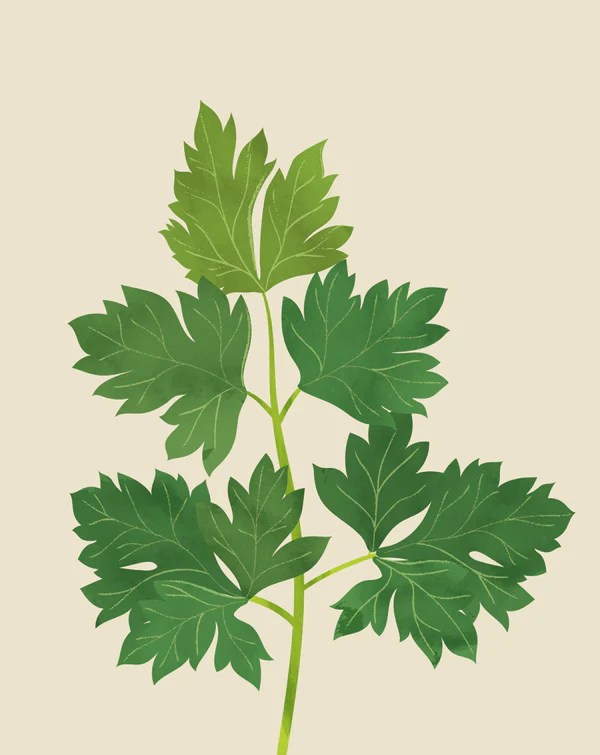 Parsley Plant Care How to Grow Petroselinum crispum Soltech